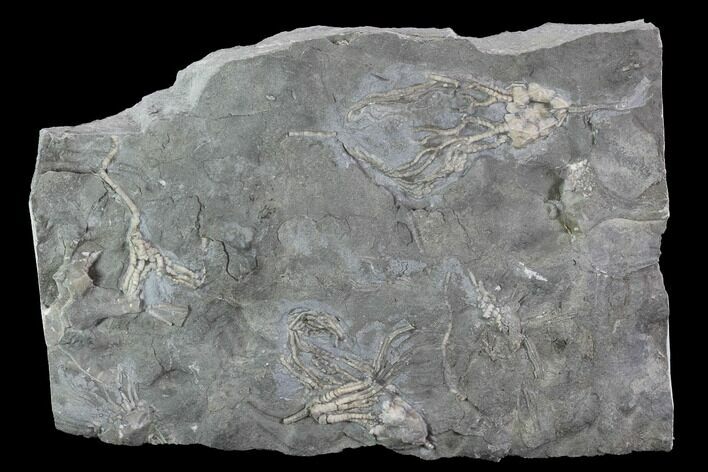 Four Ordovician Crinoids - Bobcaygeon Formation - Ontario #95194